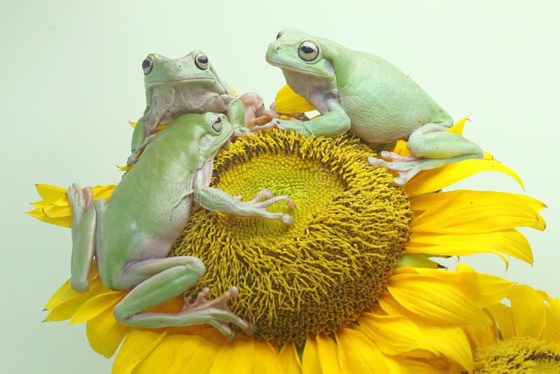 Tres ranas de árbol dumpy descansan en una flor silvestre. imágenes de archivo libres de regalías