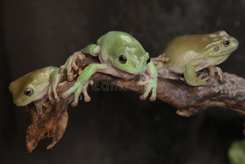 Tres ranas de árbol dumpy descansando en los arbustos. foto de archivo