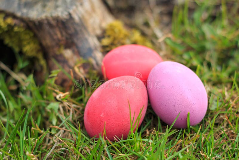 Tres rosados y el rojo colorearon los huevos de Pascua tradicionales en la hierba real foto de archivo Tres rosados y el rojo colorearon los huevos de Pascua tradicionales en la hierba real foto de archivo