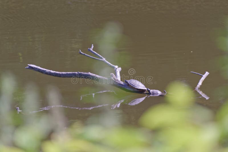 Tres tortugas que toman el sol en una rama de árbol en agua de un lago fotos de archivo libres de regalías Tres tortugas que toman el sol en una rama de árbol en agua de un lago fotos de archivo libres de regalías