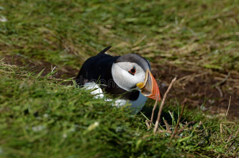 Treshnish Isles Wildlife - Puffins royalty free stock photo