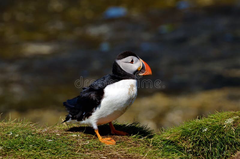 Treshnish Isles Wildlife - Puffins royalty free stock image