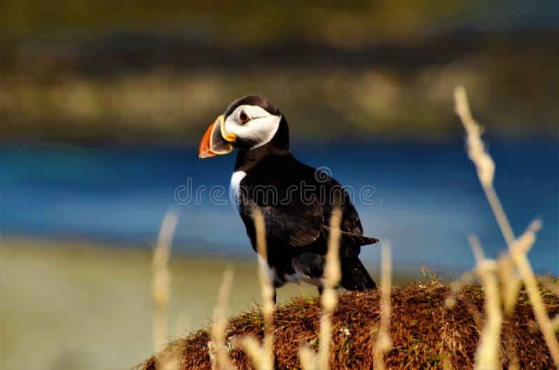 Treshnish Isles Wildlife - Puffins royalty free stock images
