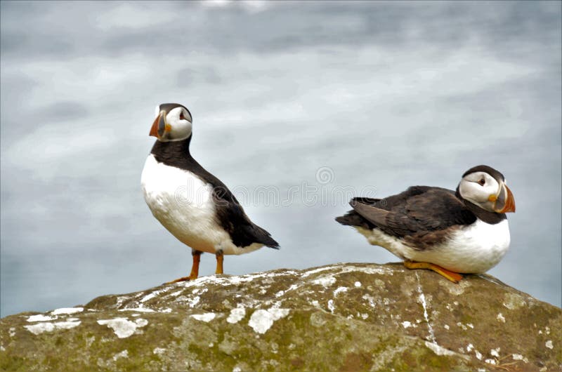 Treshnish Isles Wildlife - Puffins royalty free stock photography