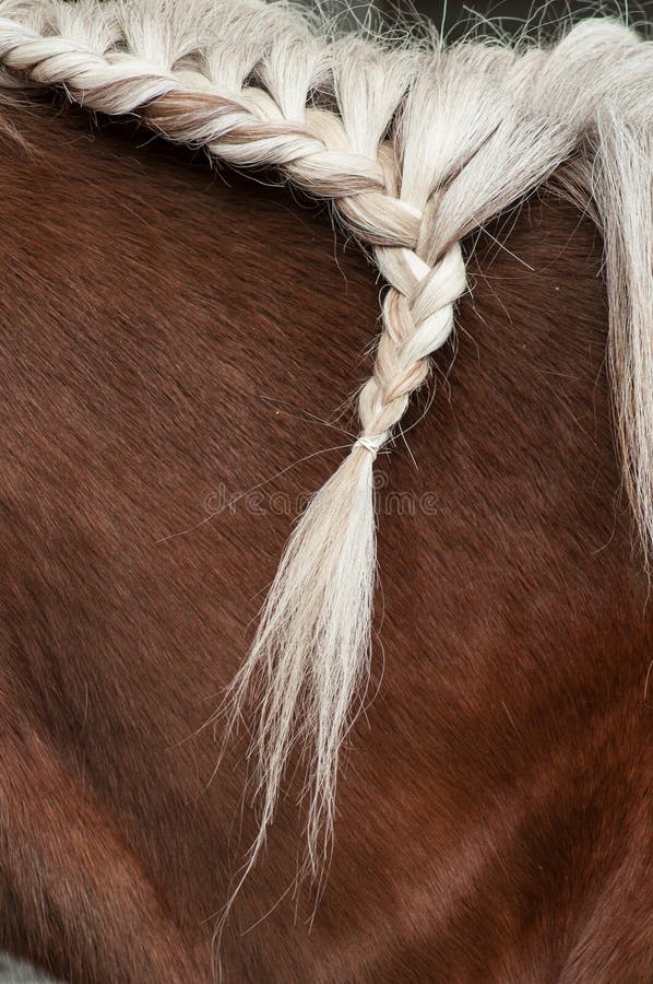 Tresse avec les poils de la crinière d'un cheval photographie stock libre de droits Tresse avec les poils de la crinière d'un cheval photographie stock libre de droits