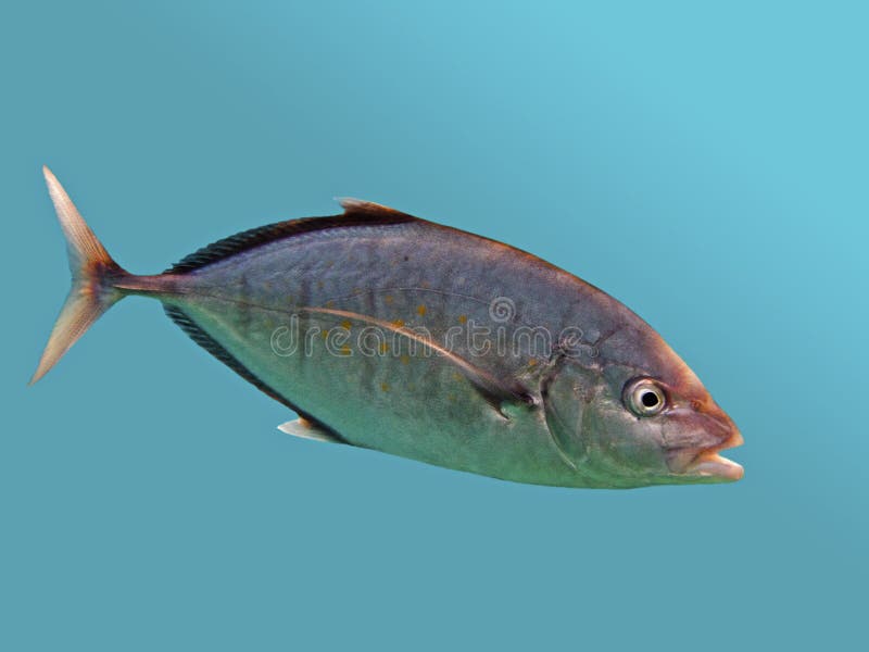 Trevally in blue background