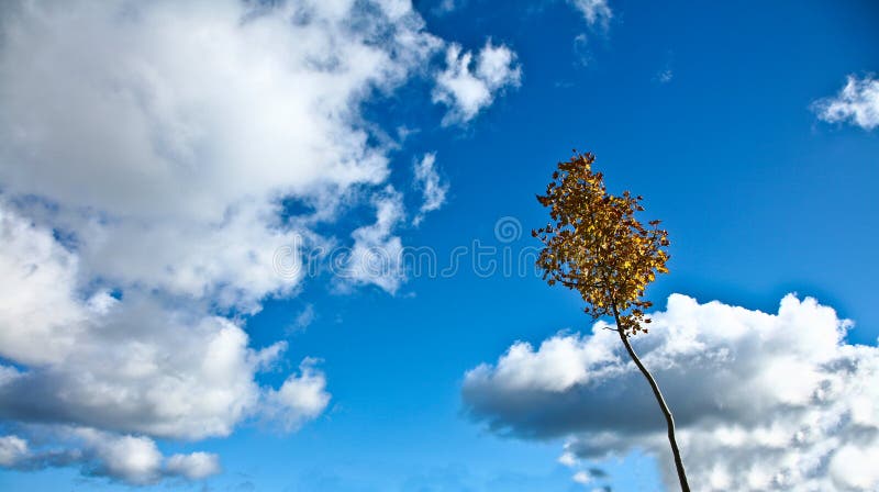Trevlig blå himmel med molnbildande och träd arkivfoton