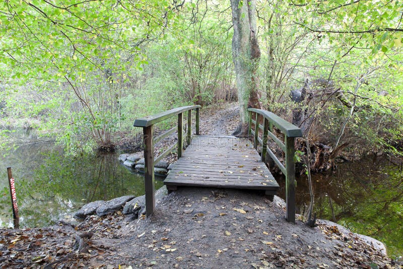 Trevlig quiet för denmark skog. Plats från skog i Danmark Skandinavien