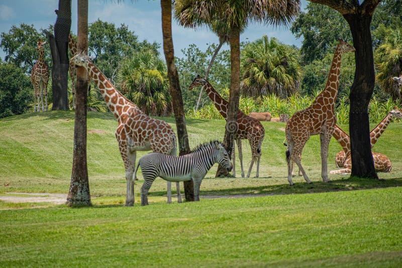 Trevliga giraff och sebra på grön äng på Busch trädgårdar 3 royaltyfri bild Trevliga giraff och sebra på grön äng på Busch trädgårdar 3 royaltyfri bild