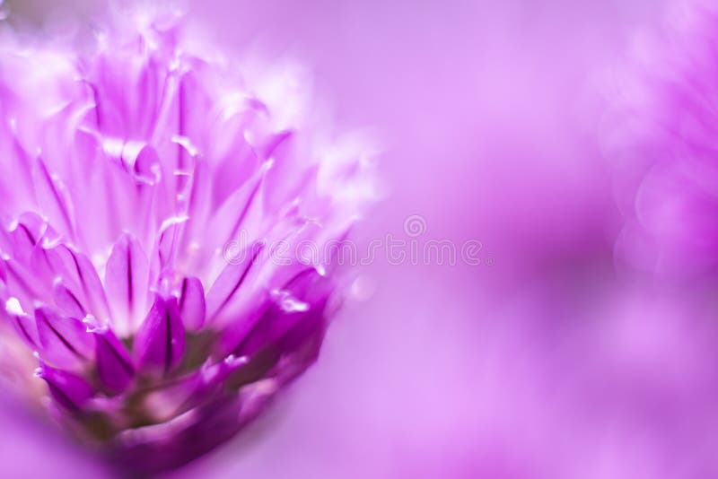 Trevo roxo, flor lilás, tiro macro, dia ensolarado do verão Foco seletivo foco macio, bokeh, espaço para o texto imagem de stock Trevo roxo, flor lilás, tiro macro, dia ensolarado do verão Foco seletivo foco macio, bokeh, espaço para o texto imagem de stock