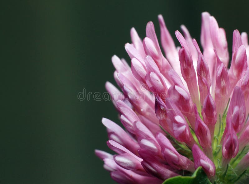 Trevo vermelho (pratense do trifolium) foto de stock Trevo vermelho (pratense do trifolium) foto de stock