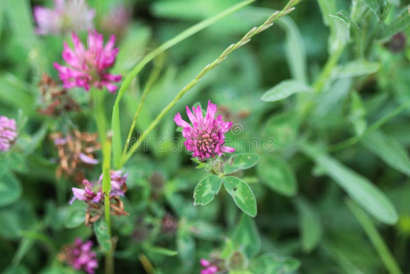 Trevo vermelho (pratense do Trifolium) que floresce na mola imagem de stock Trevo vermelho (pratense do Trifolium) que floresce na mola imagem de stock