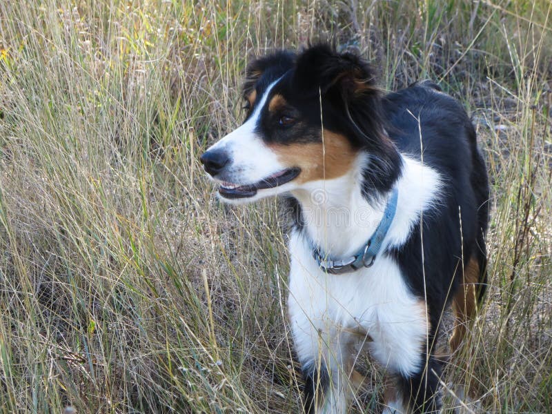 O Pastor Inglês é O Mais Inteligente Do Mundo. Collie Da Fronteira Marrom  No Treinamento De Serviço De Pastoreio Fica Feliz Sob a Imagem de Stock -  Imagem de amizade, animais: 215435891