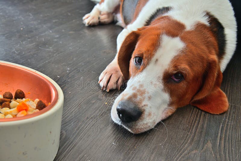 Beagle Dog No Appetite To Eat Stock Image Image of hidden, dream
