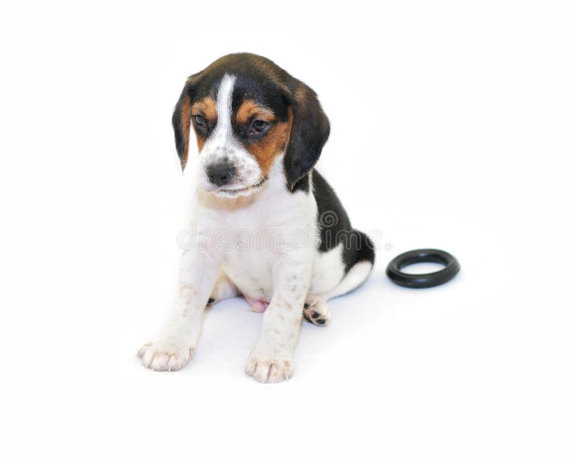Tri-color Beagle Puppy Sitting Stock Photo - Image: 12128660