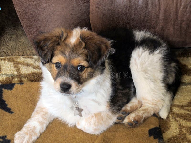 Tricolor mini cheap aussie
