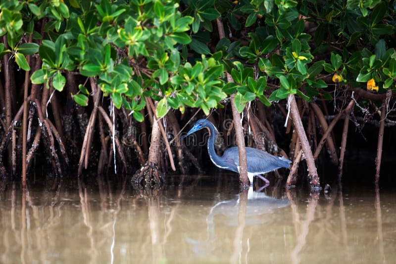 Tri-Colored Heron