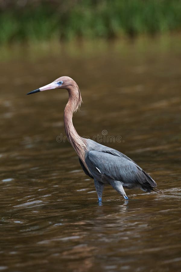 Tri-Colored Heron