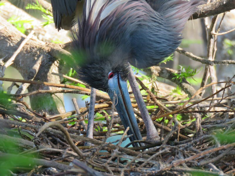 Tri-colored Heron in the Rookery in St. Augustine, Florida stock images Tri-colored Heron in the Rookery in St. Augustine, Florida stock images