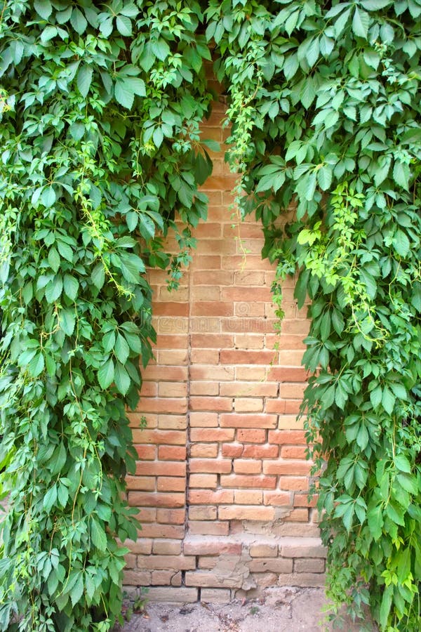 Triangle pattern on wall covered by ivy