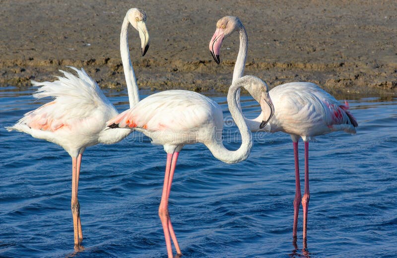Triangolo amoroso dei fenicotteri rosa nella laguna del mare immagini stock libere da diritti Triangolo amoroso dei fenicotteri rosa nella laguna del mare immagini stock libere da diritti