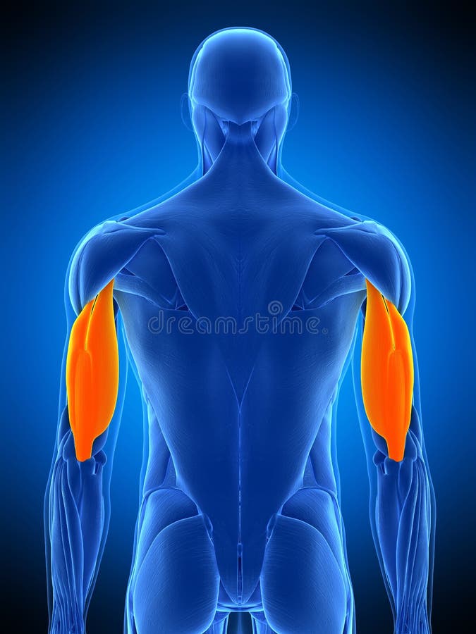 Triceps Anatomy Stock Illustrations – 2,043 Triceps Anatomy Stock