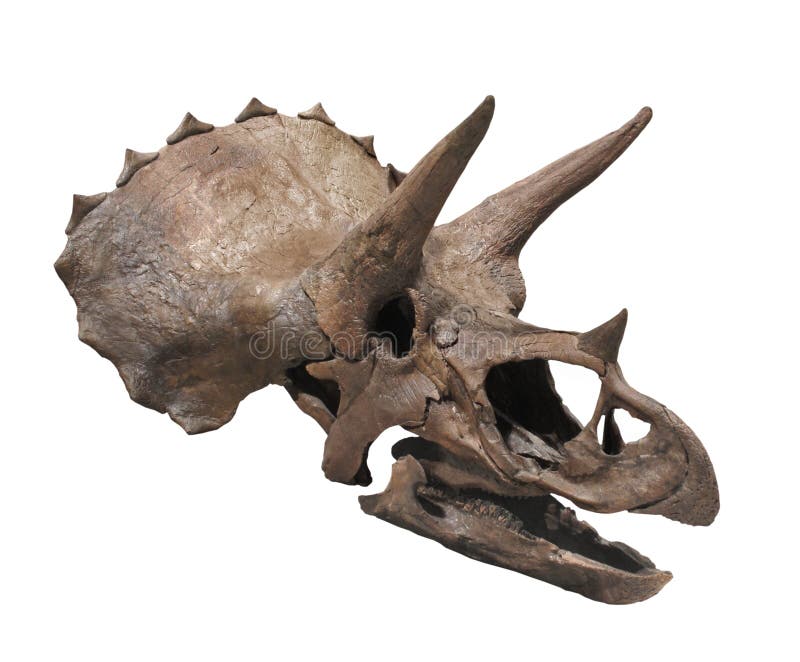 Triceratops dinosaura czaszka odizolowywająca. obraz stock Triceratops dinosaura czaszka odizolowywająca. obraz stock