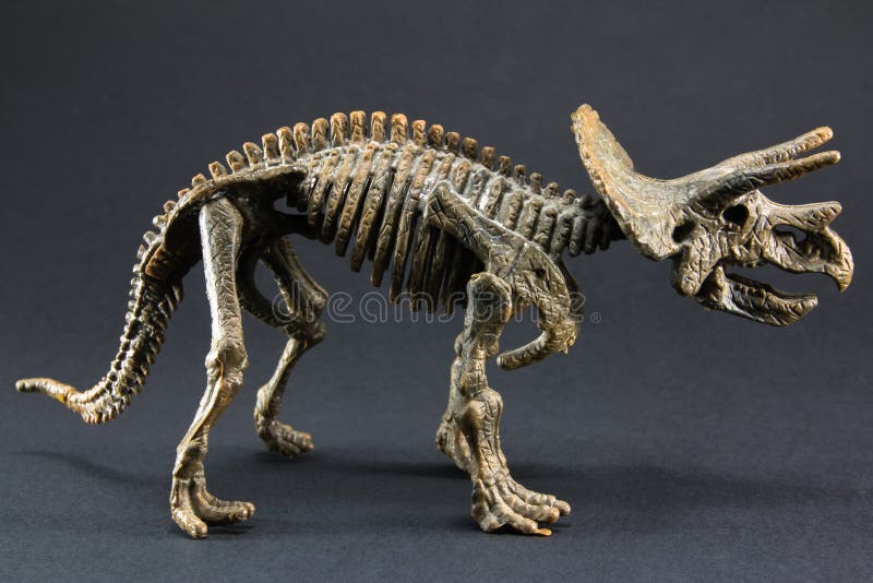 t rex triceratops fossil