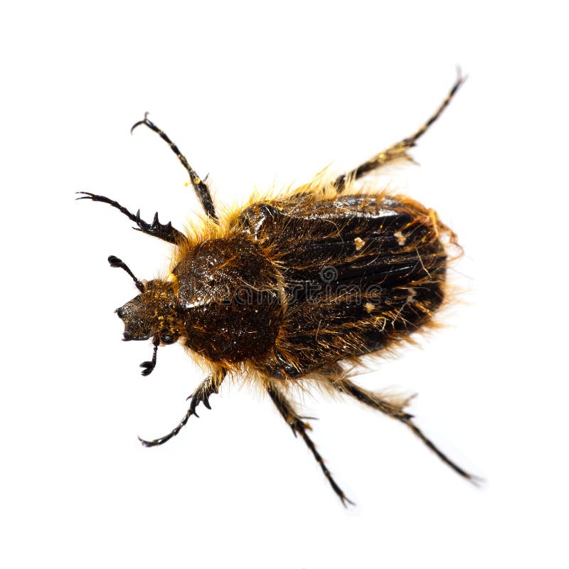 Trichiotinus Hairy Flower Chafer Beetle Royalty Free Stock Images