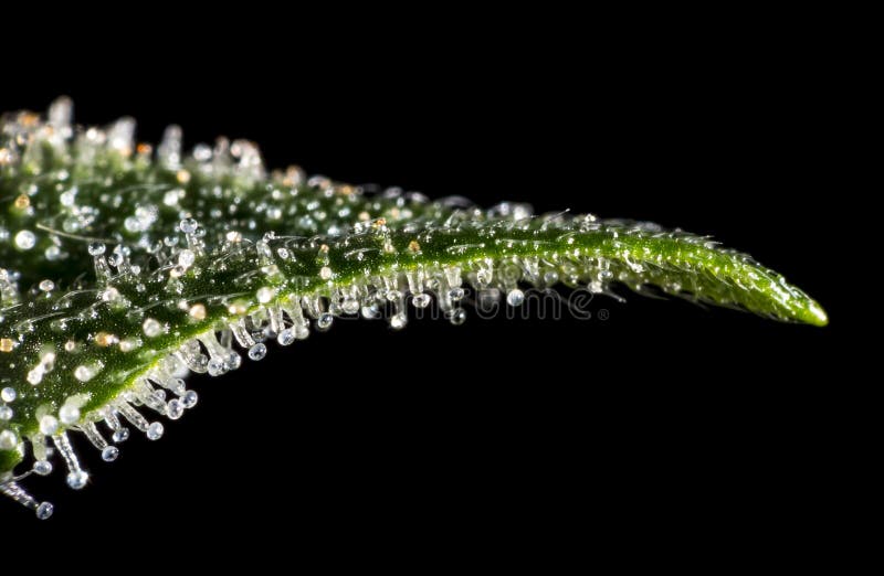 Trichomes auf Hanfanlage stockfotografie Trichomes auf Hanfanlage stockfotografie