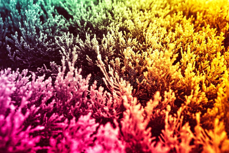 Tricolor abstract background yellow, green, pink. Plants. royalty free stock image Tricolor abstract background yellow, green, pink. Plants. royalty free stock image