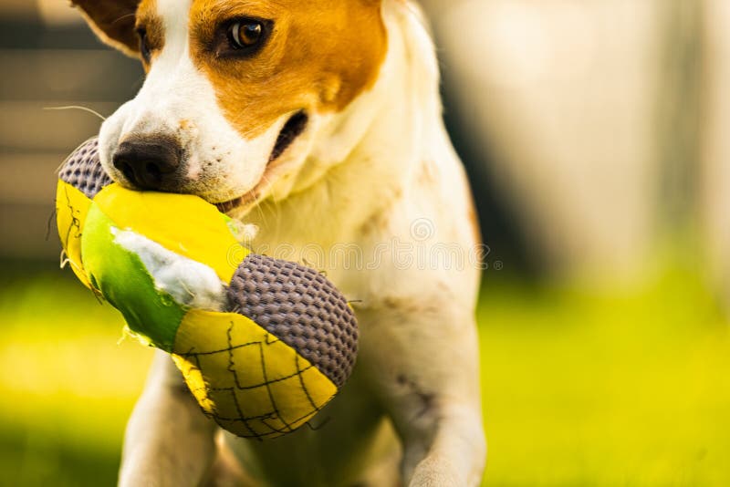 Tricolor beagle dog fetching a riped toy and running towards camera fast