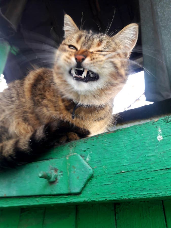 my cat growls my cat growls