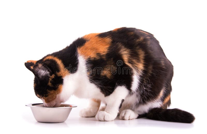 Tricolor calico cat eating out of a bowl