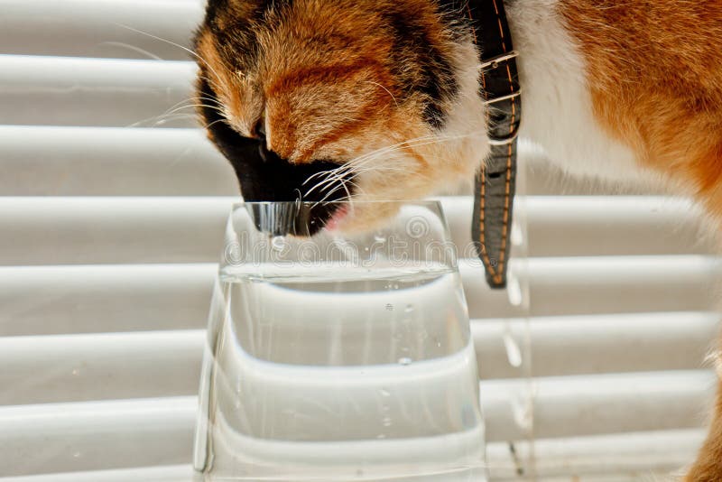 Tricolor Cat Drinks Water from a Transparent Glass Cup on a Background of  White Rolls. a Pet in a Leather Collar in the Sun Rays Stock Image - Image  of face, dehydration: