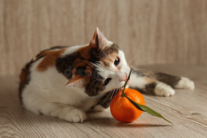 241 Tangerine Cat Photos Free Royalty Free Stock Photos From Dreamstime