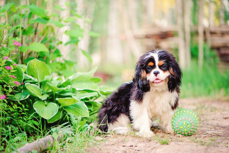 Tricolor cavalier king charles spaniel dog relaxing with toy ball in summer