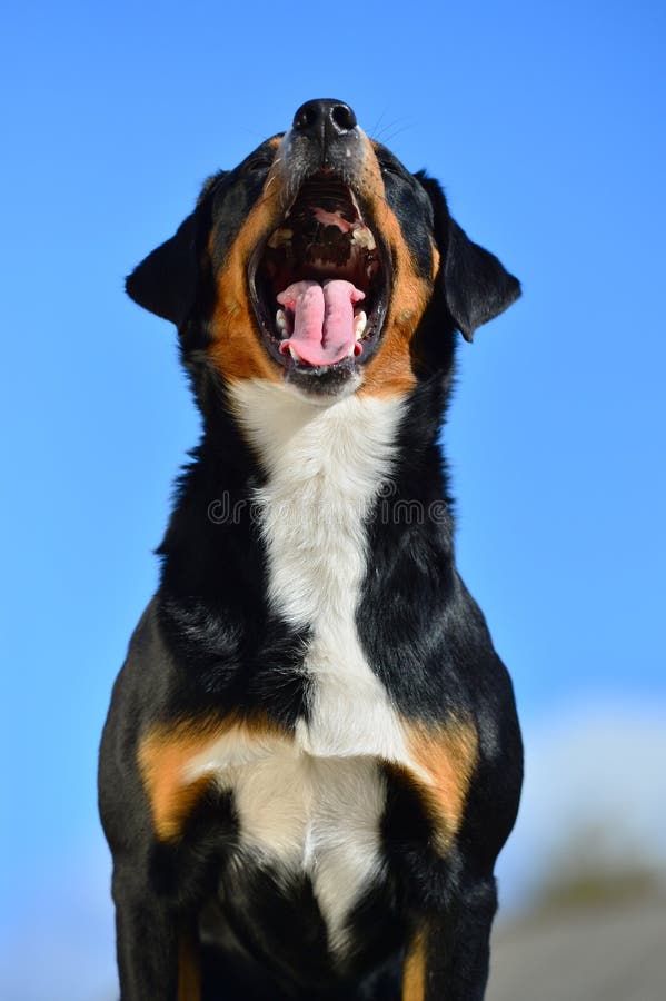Tricolor dog barks (yawns) against the blue sky
