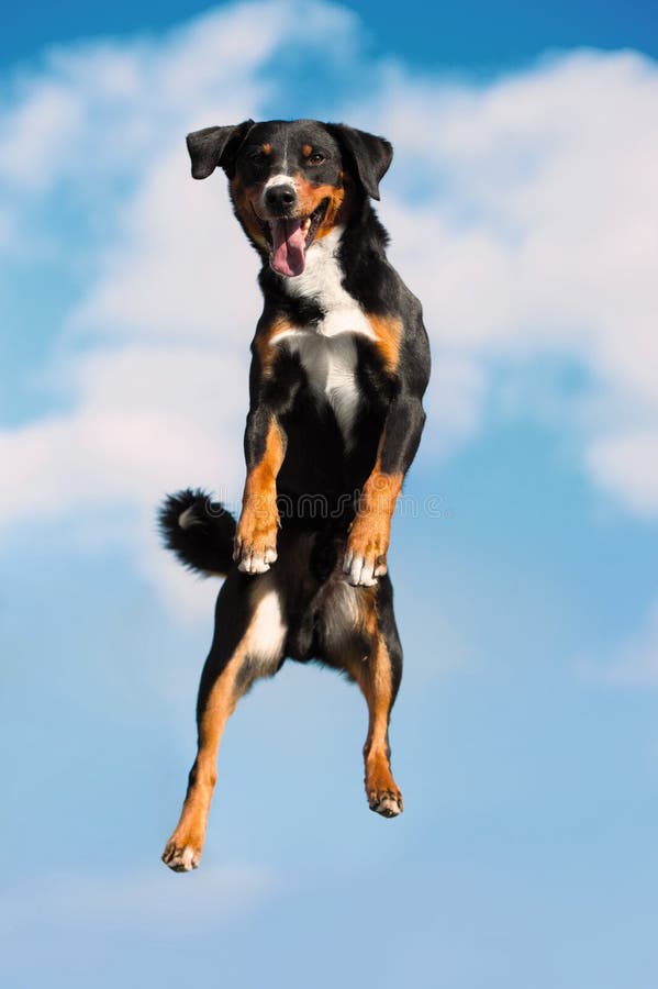 Tricolor dog jimps high in the sky