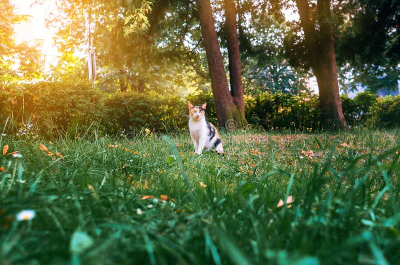 Tricolor kitty sitting on a green lawn in the rays of the evening sun stock photo