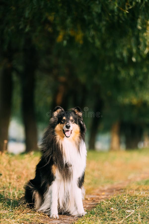 Tricolor Rough Collie, Funny Scottish Collie, Long-haired Collie, English Collie, Lassie Dog Posing Outdoors In Park