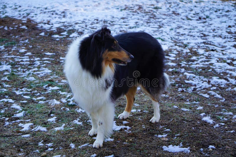 Tricolor Rough Collie, Funny Scottish Collie, Long-haired Collie, English  Collie, Lassie Dog Sitting Outdoors In Summer Day. Portrait - a Royalty  Free Stock Photo from Photocase