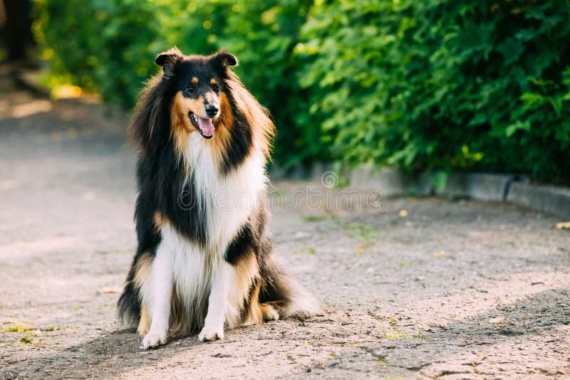 351 Lassie Dog Stock Photos, High-Res Pictures, and Images - Getty Images