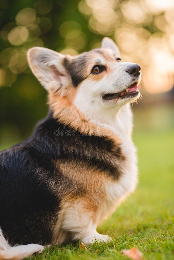 Fluffy tricolor corgi sales
