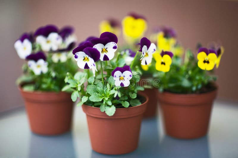 Pansies in Flower Pots, Selective Focus, Aperture 1,2. Pansies in Flower Pots, Selective Focus, Aperture 1,2