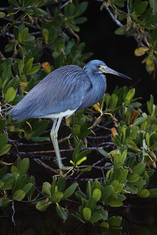 Tricolored Heron