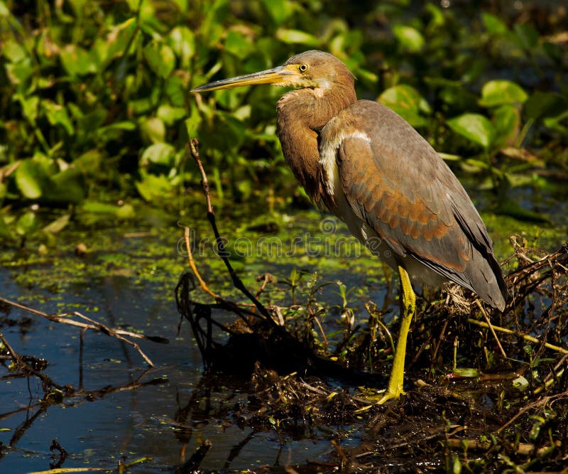 Tricolored Heron stock photo. Image of houston, water 3854136