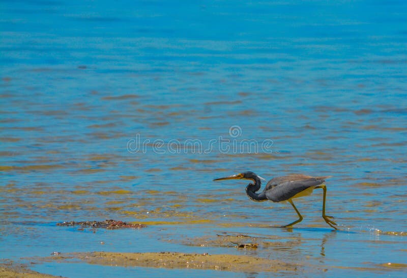 A Tricolored Heron Egretta Tricolor at the Lemon Bay Aquatic Reserve in ...