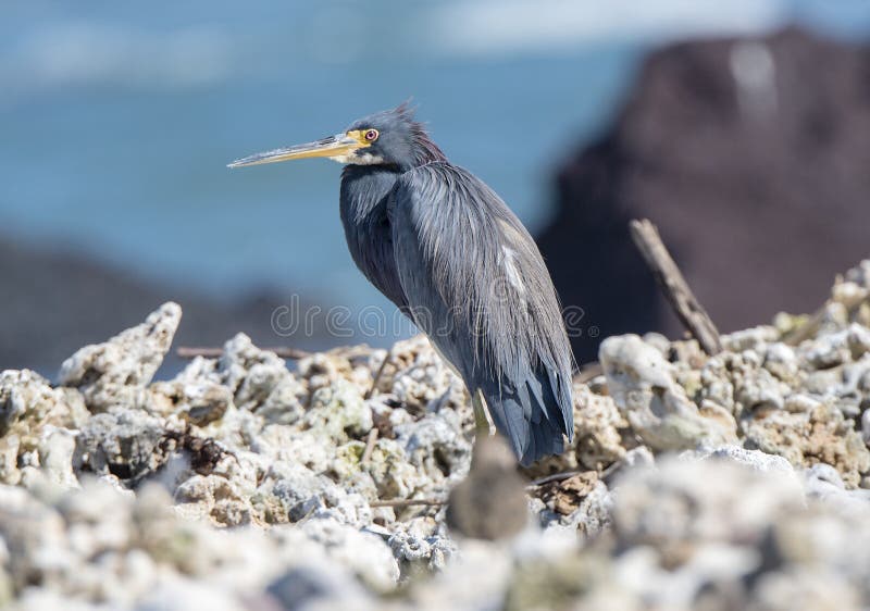 Tricolored Heron Egretta tricolor Resting on a Rocky Beach royalty free stock photos Tricolored Heron Egretta tricolor Resting on a Rocky Beach royalty free stock photos