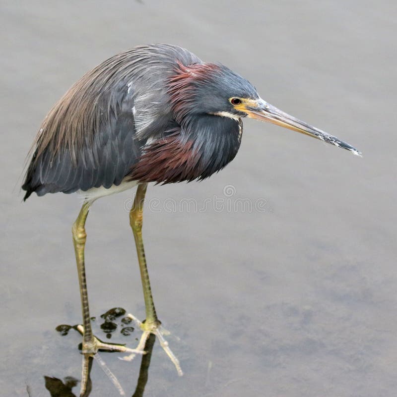 Tricolored Heron - Egretta tricolor stock photo Tricolored Heron - Egretta tricolor stock photo
